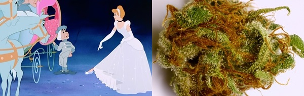 Five Strains for the Adult Disney Fan, Source: http://budgenius.com/photo/01e6e1_82ed0f90c2c994df6b35271e16757308/124641_dry_1.jpg & http://www.ntaconline.com/images/Cinderella's%20Glass%20Slipper.jpg