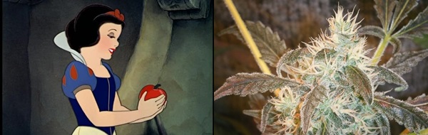 Five Strains for the Adult Disney Fan, Source: http://weedsmokersguide.com/pictures/Snow-White-Marijuana-Strain.jpg & http://images5.fanpop.com/image/photos/25800000/the-apple-snow-white-25812231-640-480.jpg