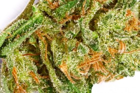 Five of the Best & Worst Strain Names, Source: http://budgenius.com/photo/01ee64_e78cf9c0a179943caa71dfb098f56dc8/126564_dry_1.jpg