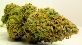 Five of the Best & Worst Strain Names, Source: http://potreatments.com/uploads/3/0/6/3/3063738/6726753_orig.jpg