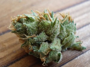 Four Strains for the Grateful Dead Fan, Source: http://www.kindgreenbuds.com/gallery/dark-star/dark-star-3.jpg