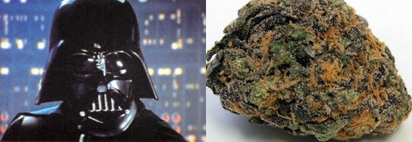 Seven Strains for the Star Wars Fan, Source: http://weedstrain.com/wp-content/uploads/2009/04/commercial-lavender-1.jpg & http://www.themoviebanter.com/wp-content/uploads/2012/06/darthVader.jpeg