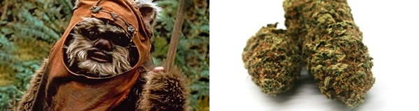 Seven Strains for the Star Wars Fan, Source: https://d2kxqxnk1i5o9a.cloudfront.net/uploads/pictures/menu_items/664773/large_GREEN_SHIELD_EWOK_4_1024x1024.png & http://media.ignimgs.com/media/ign/imgs/star-wars-characters/35_wicket_starwars.jpg