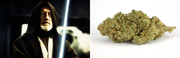 Seven Strains for the Star Wars Fan, Source: http://upload.wikimedia.org/wikipedia/en/3/32/Ben_Kenobi.png & http://swamis420.files.wordpress.com/2012/05/jedi_kush-72.jpg
