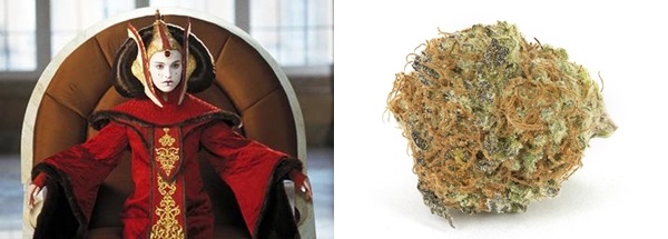 Seven Strains for the Star Wars Fan, Source: http://swamis420.files.wordpress.com/2012/06/space-queen.jpg & http://upload.wikimedia.org/wikipedia/en/6/6d/Padme_ep1.jpg