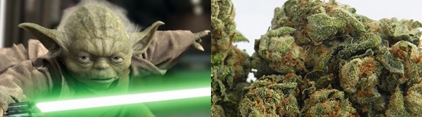 Seven Strains for the Star Wars Fan, Source: http://scifimafia.com/wp-content/uploads/2010/07/Star_Wars_Yoda_Wide-560x280.jpg?11fec2 & http://images.medicaljane.com/O=75/http://uploads.medicaljane.com/wp-content/uploads/2012/12/marsogTHUMB121.jpg