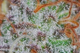 Cannabinoid Profiles: A Crash Course in CBGa