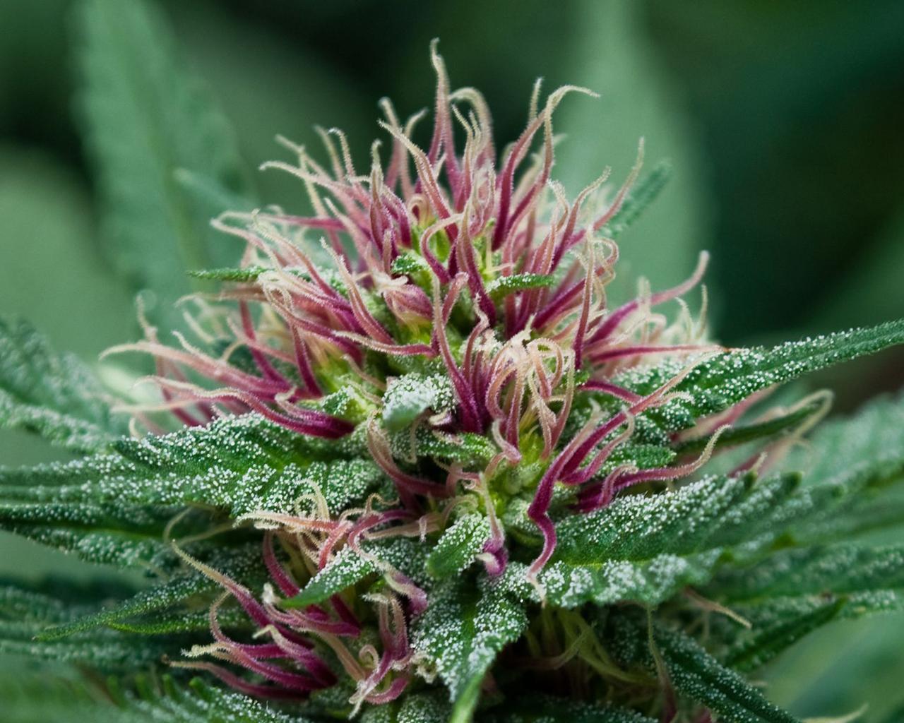 Endocannabinoid Profile Anandamide Weedist