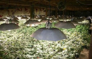Legalize Weed for a Healthier Environment, Source: http://www.tokeofthetown.com/2010/08/31/1984881.jpeg