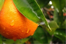 Terpene Profile: Limonene
