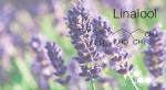 Terpene Profile: Linalool