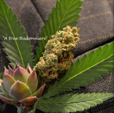 Buds and Blossoms: Cannabis Bouquets for Wedding Parties by Bec Koop - Weedist