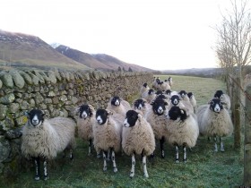 Flock of UK Sheep Feast on Cannabis