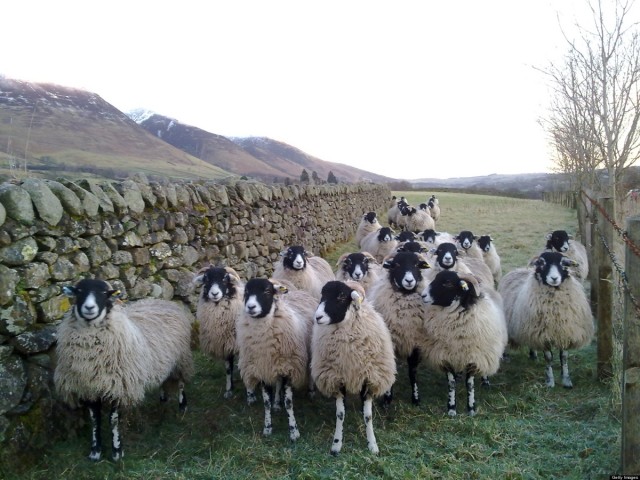 Flock of UK Sheep Feast on Cannabis, Source: http://i.huffpost.com/gen/1081608/thumbs/o-SHEEP-facebook.jpg