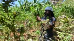 Jamaica Drafts Pot Decriminalization Bill