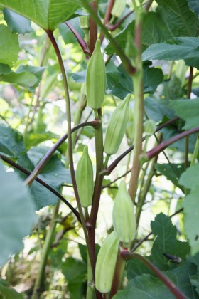 Marijuana Police Accidentally Raid Man’s Okra Garden