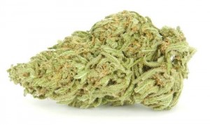 My Favorite Strains: Girl Scout Cookies, Source: http://swamis420.files.wordpress.com/2012/11/girl_scout_cookies_indica.jpg