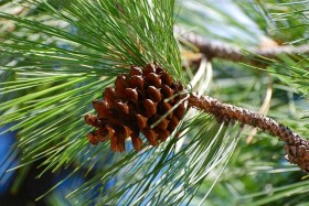 Terpene Profile: Pinene