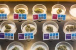 War on Marijuana Unconstitutional, Doctors Testify in Federal Court Monday