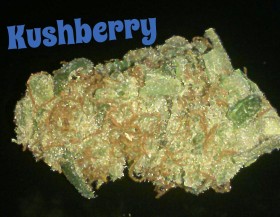My Favorite Strains: Kushberry
