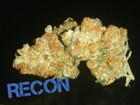 My Favorite Strains: Recon