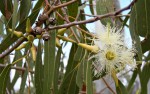 Terpene Profile: Eucalyptol