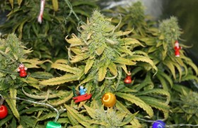 50 Year Old Caught With Giant Cannabis Plant Christmas Tree
