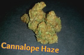 My Favorite Strains: Cannalope Haze