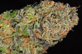 Strain Review: Sour Diesel