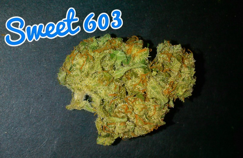 My Favorite Strains Sweet 603 Weedist