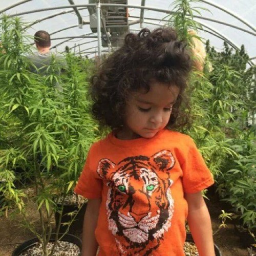 Parents 4 Pot Holiday Drive Needs Your Help - Weedist