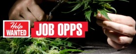 DPA Report: Employment Rates Rise Due to CO Cannabis Legalization