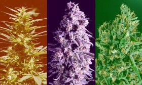 Indica, Sativa, Ruderalis – Did We Get It All Wrong?