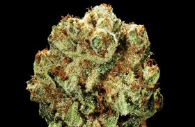 My Favorite Strains: Top Five of 2014
