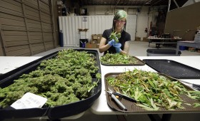 Too Much Weed: Washington Weed Supply Exceeds Demand