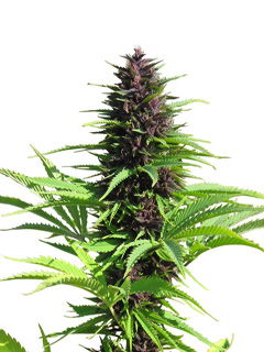 My Favorite Strains: Shaman, Source: http://www.gtaseedbank.ca/images/DP-Shaman.jpg