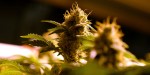 More Than 100 Native American Tribes Consider Growing Marijuana