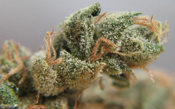 My Favorite Strains: 818 Headband, Source: http://www.strainspot.com/wp-content/uploads/818-Headband-Cannabis-Bud.png