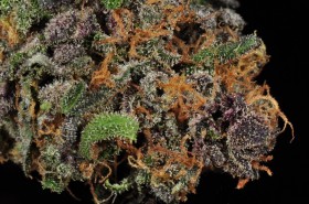 My Favorite Strains: Shaman