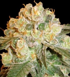 My Favorite Strains: Venom OG, Source: http://cannabisseedtrader.co.uk/image/cache/data/delicious%20seeds/marmalate-509x355.jpg