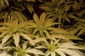 7 Stunning Figures That Sum Up Colorado’s Marijuana Market