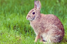 DEA Warns of Stoned Rabbits if Utah Passes Medical Marijuana