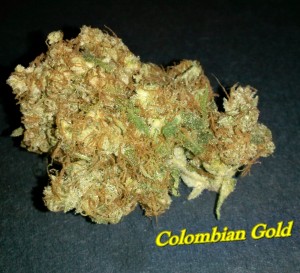 My Favorite Strains: Colombian Gold, Source: Original Photography by Phe Harpha for Weedist.com