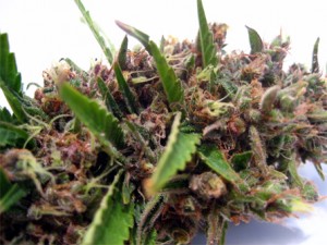 My Favorite Strains: Flo, Source: http://www.kindgreenbuds.com/marijuana-strains/flo/