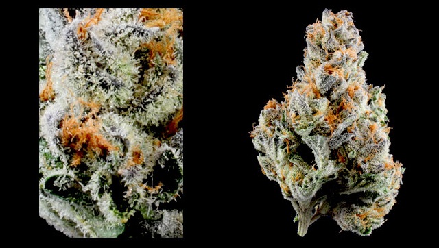 My Favorite Strains: Flo, Source: http://www.denverrelief.com/medical-cannabis-strains.php