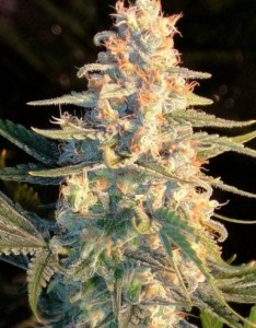 My Favorite Strains: Grapefruit, Source: http://www.kindgreenbuds.com/gallery/california-grapefruit/california-grapefruit-3.jpg