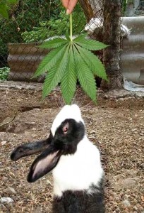 Stoned Rabbits: The DEA's Latest Fear Mongering Tactic, Source: http://www.fishki.lv/uploads/67/211.jpg