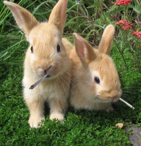 Stoned Rabbits: The DEA's Latest Fear Mongering Tactic, Source: http://www.zerofiltered.com/wp-content/uploads/2015/03/rabbit1.jpg