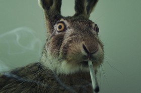 Stoned Rabbits: The DEA’s Latest Fear Mongering Tactic