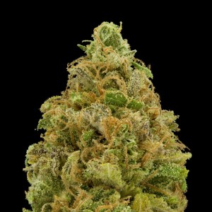 Strain Review: Critical Mass (CBD Strain), Source: https://d2mxah0asdvwqj.cloudfront.net/product_photos/1790/magnified1-1297389117.jpg?1297389117
